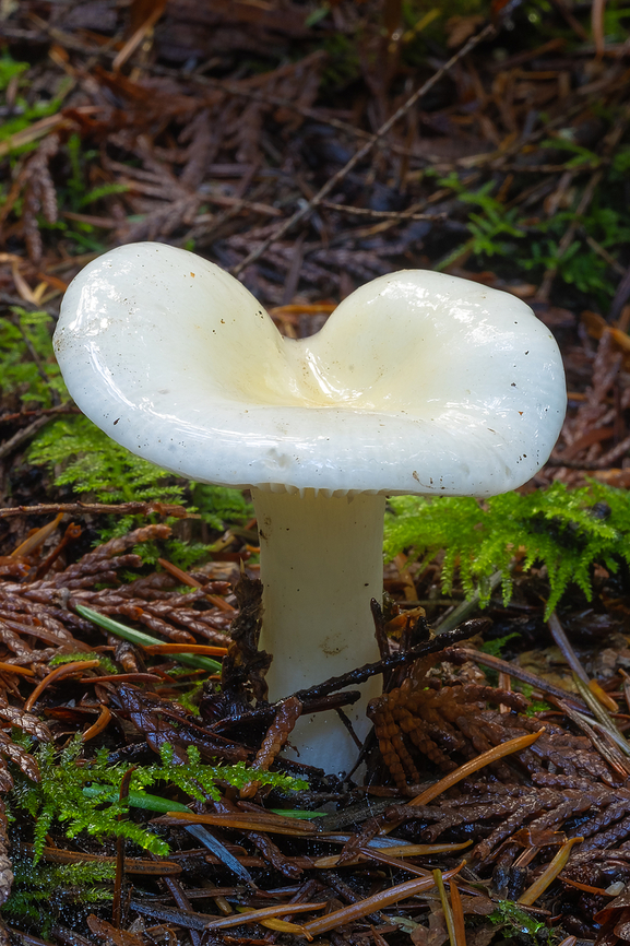 Yellow-centered waxcap  Fall,Geotagged,Hygrophorus flavodiscus,United States,Yellow-centered Waxcap