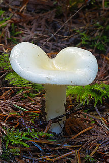 Yellow-centered waxcap  Fall,Geotagged,Hygrophorus flavodiscus,United States,Yellow-centered Waxcap
