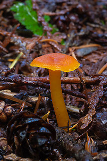 Hygrocybe miniata  Fall,Geotagged,Hygrocybe miniata,United States