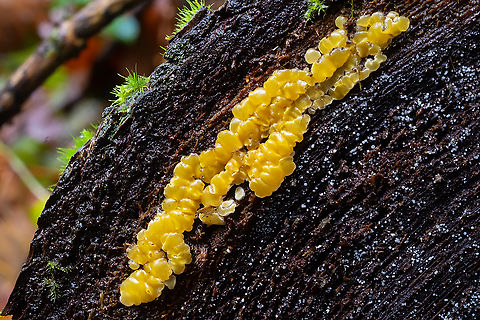 Common jellyspot  Common Jellyspot,Dacrymyces stillatus,Fall,Geotagged,United States