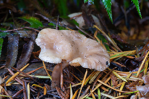 Lentinellus micheneri