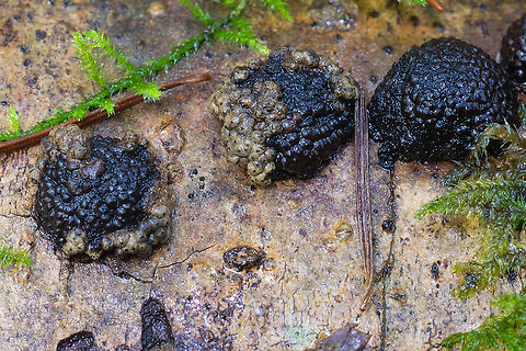 Lasiosphaeria ovina growing on Jackrogersella multiformis (aka Annulohypoxylon multiforme) The brown ones with the black spot are the Lasiophaeria, when they are dry they are a fuzzy white Fall,Geotagged,Lasiosphaeria ovina,United States