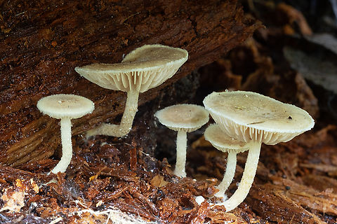 fabulous little fuzzies these funky, fuzzy capped, little mushrooms were tucked well under a very rotten log. They appear to not like much light exposure. Fall,Geotagged,United States