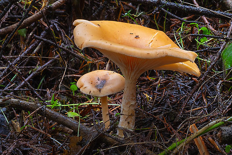 Large and Fragile orange Clitocybe  Fall,Geotagged,Paralepista flaccida,United States