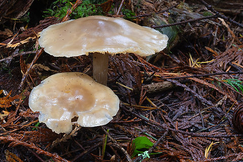 Clitocybe subditopoda  Clitocybe subditopoda,Fall,Geotagged,United States