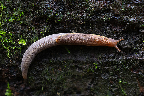Yellow-bordered taildropper  Fall,Geotagged,Prophysaon foliolatum,United States,Yellow-bordered Taildropper