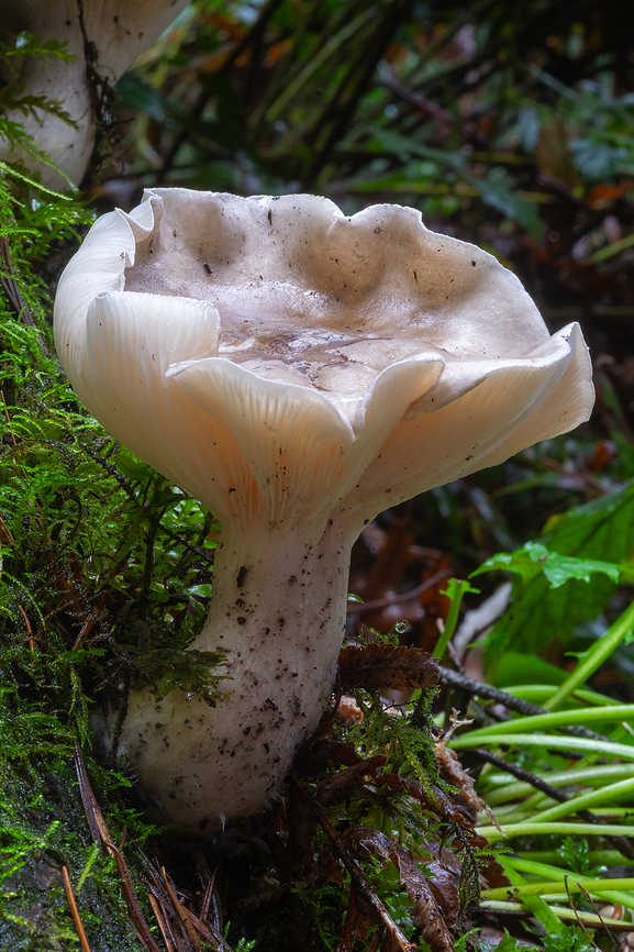Large Clitocyboid looks very much like the &#039;Clouded Funnel&quot; I saw the other day, but these were growing directly on a stump, which doesn&#039;t seem to be typical for that type of Clitocybe..  Fall,Geotagged,United States