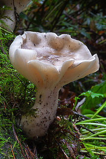 Large Clitocyboid looks very much like the 'Clouded Funnel" I saw the other day, but these were growing directly on a stump, which doesn't seem to be typical for that type of Clitocybe..  Fall,Geotagged,United States