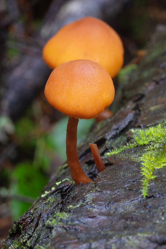 Gymnopilus bellulus  Fall,Geotagged,Gymnopilus bellulus,United States