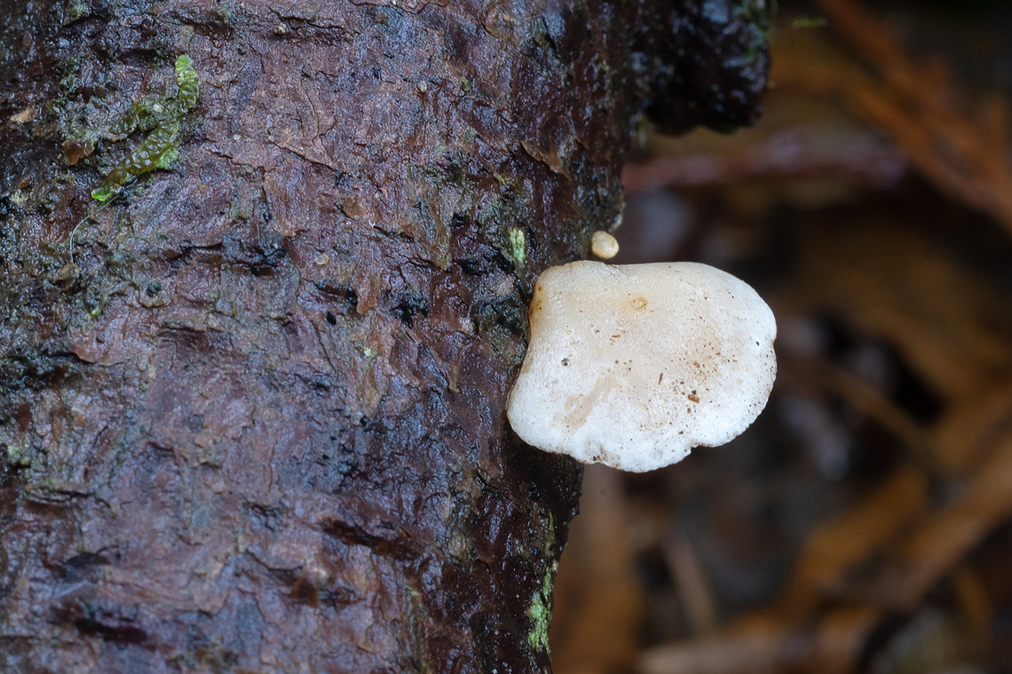 White oyster I think immature and too small to positively ID. White gills, closely spaced. Could be Crepidotus, but too immature for spores. Resembles Crepidotus applanatus Fall,Geotagged,United States