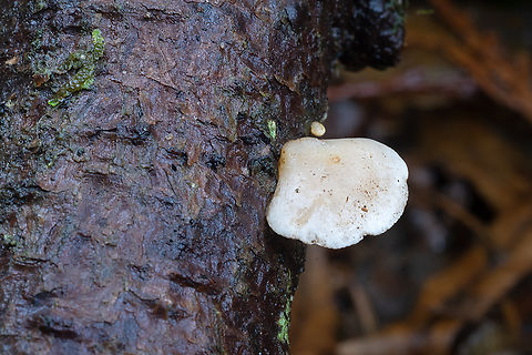 White oyster I think immature and too small to positively ID. White gills, closely spaced. Could be Crepidotus, but too immature for spores. Resembles Crepidotus applanatus Fall,Geotagged,United States