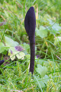 Dark purple earth tongue  Fall,Geotagged,Microglossum atropurpureum,United States