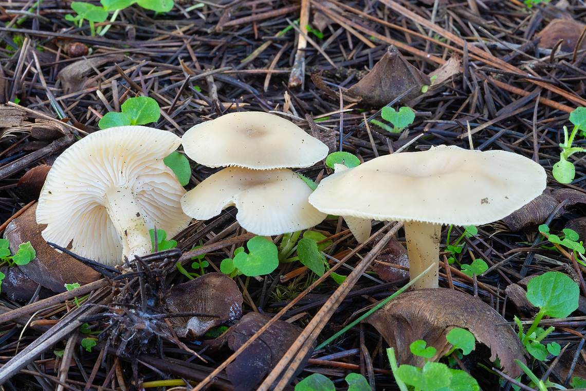 Cuphophyllus sp. doesn&#039;t seem white enough to be virgineus Fall,Geotagged,United States