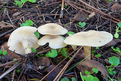 Cuphophyllus sp. doesn't seem white enough to be virgineus Fall,Geotagged,United States