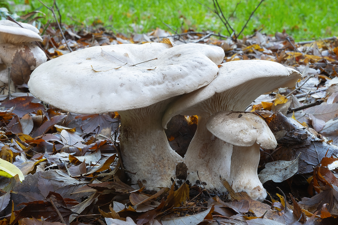 Leucopaxillus albissimus  Fall,Geotagged,Leucopaxillus albissimus,United States