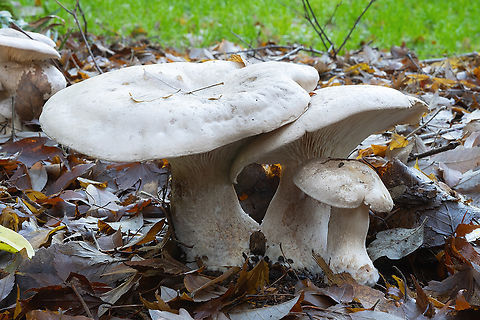 Large White Leucopax