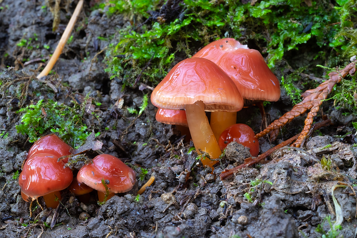 Red waxies Maybe a rare species... looking for confirmation Fall,Geotagged,Hygrocybe fenestrata,United States