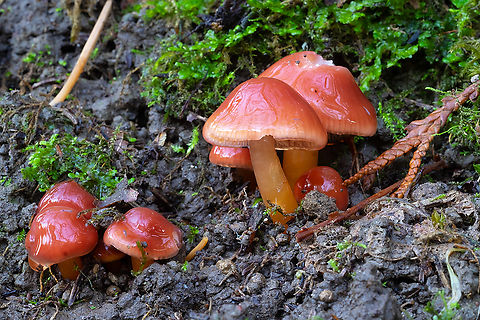 Red waxies Maybe a rare species... looking for confirmation Fall,Geotagged,Hygrocybe fenestrata,United States