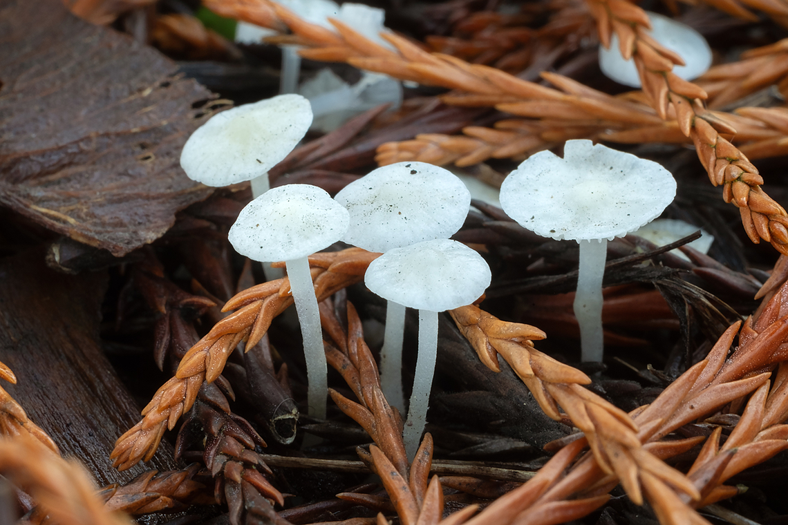 Tiny white mushrooms under cedar  Fall,Geotagged,United States