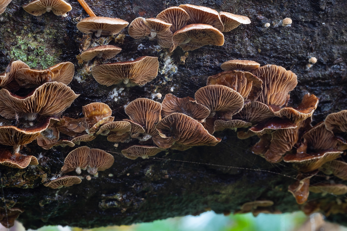 Deconica horizontalis  Deconica horizontalis,Fall,Geotagged,United States