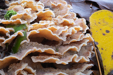 Party ruffles This is a very damp area - lots of Phlebia, there were at least 3 species present. Fall,Geotagged,Merulius tremellosus,Trembling Crust,United States