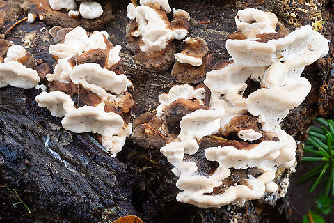 brown and white shelf fungi  Antrodia serialis,Fall,Geotagged,Serried Porecrust,United States