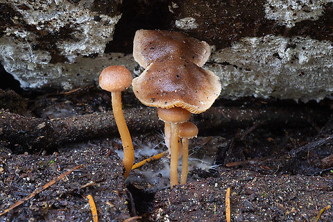 LBM group growing on well rotted wood Fall,Geotagged,United States