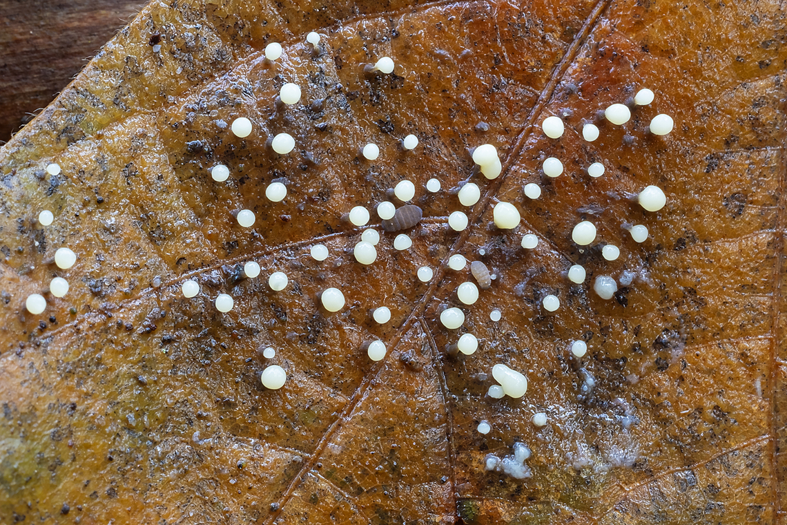 Little white slime molds on a leaf  Fall,Geotagged,United States
