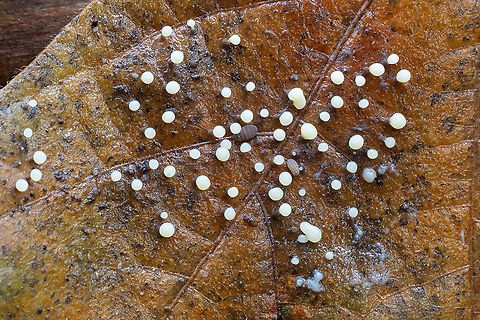 Little white slime molds on a leaf  Fall,Geotagged,United States