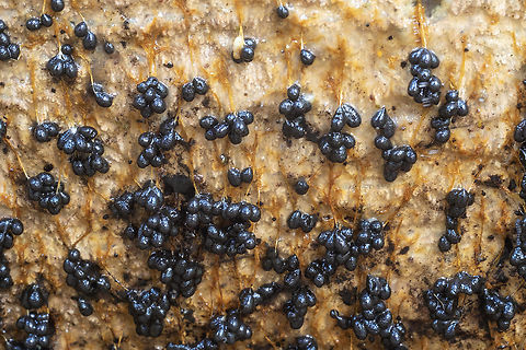 hanging black slime mold  Fall,Geotagged,United States