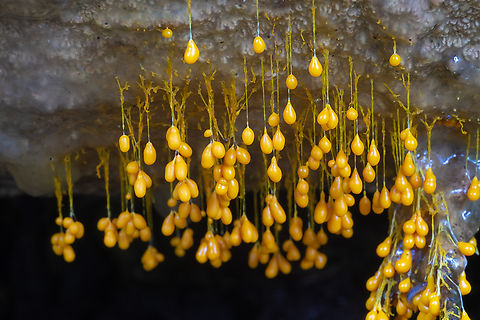 hanging gold slime mold  Fall,Geotagged,United States