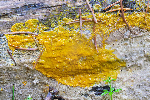 many-headed slime  Fall,Geotagged,Many-headed slime,Physarum polycephalum,United States