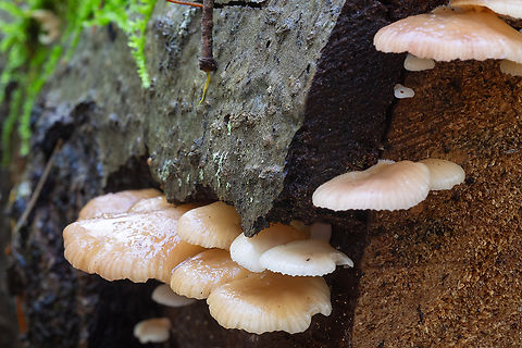 Pink oyster mushooms  Fall,Geotagged,Pleurotopsis longinqua,United States