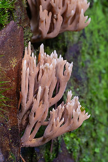Lentaria pinicola  Fall,Geotagged,Lentaria pinicola,United States