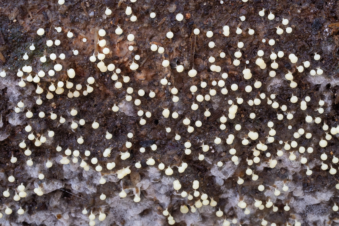little white slime molds on wood  Fall,Geotagged,United States