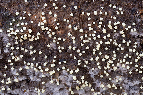 little white slime molds on wood  Fall,Geotagged,United States