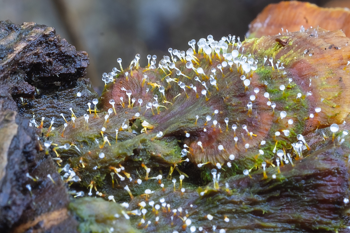 teensy growth on rotted Stereum I&rsquo;ve seen this a few times now this season. It appears to be a tiny, two toned, cup fungus that only grows on dead Stereum - maybe specifically on dead Stereum hirstutum  Fall,Geotagged,United States