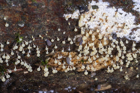 hanging buff colored slime molds  Fall,Geotagged,United States