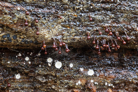 stalked maroon slime molds also some white disco, and some gray disco Fall,Geotagged,United States