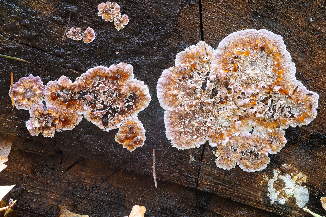 bleeding crust fungus Not sure what to make of this.. a really fancy Stereum rugosum? Fall,Geotagged,United States