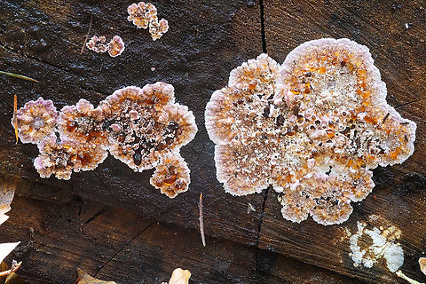 bleeding crust fungus Not sure what to make of this.. a really fancy Stereum rugosum? Fall,Geotagged,United States