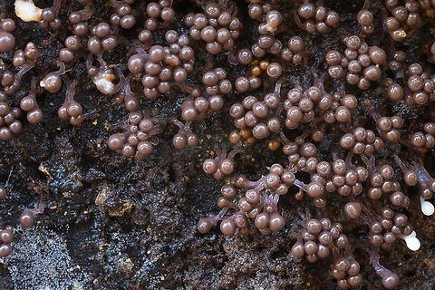 brown slime mold  Fall,Geotagged,United States