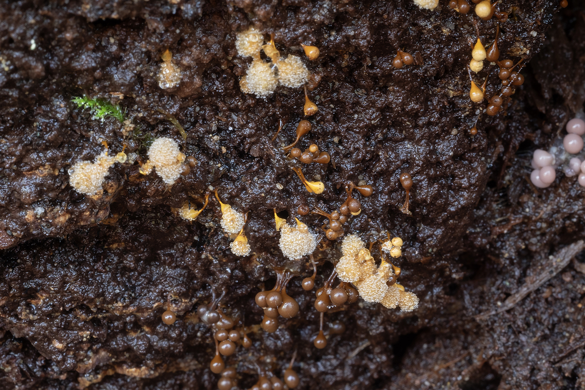 brown slime mold spore heads  Fall,Geotagged,United States