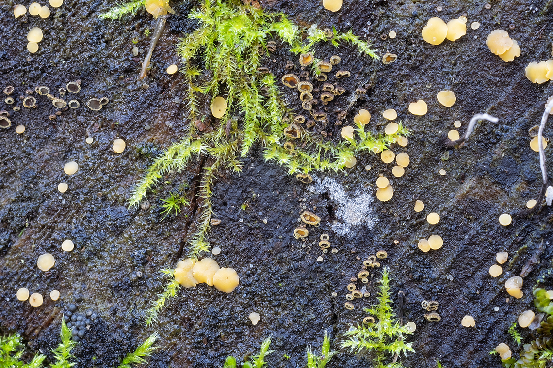 Velutarina rufo-olivacea the small hairy cups - the larger orange cushions are likely Dacrymyces stillatus. Appears to not be observed often. I doubt I would have seen it, had I not been inspecting the larger jelly spot..  Fall,Geotagged,United States,Velutarina rufo-olivacea