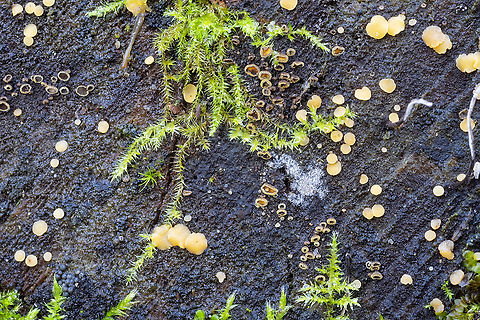 Velutarina rufo-olivacea the small hairy cups - the larger orange cushions are likely Dacrymyces stillatus. Appears to not be observed often. I doubt I would have seen it, had I not been inspecting the larger jelly spot..  Fall,Geotagged,United States,Velutarina rufo-olivacea
