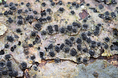 Annulohypoxylon sp.  Fall,Geotagged,United States