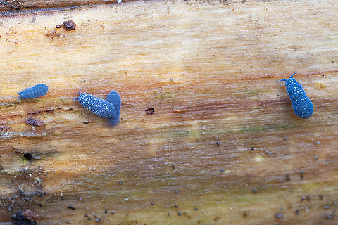 Giant blue springtails not sure which species we have here..  Fall,Geotagged,United States