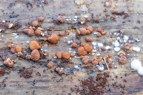 Hypocrea sp.  Fall,Geotagged,United States