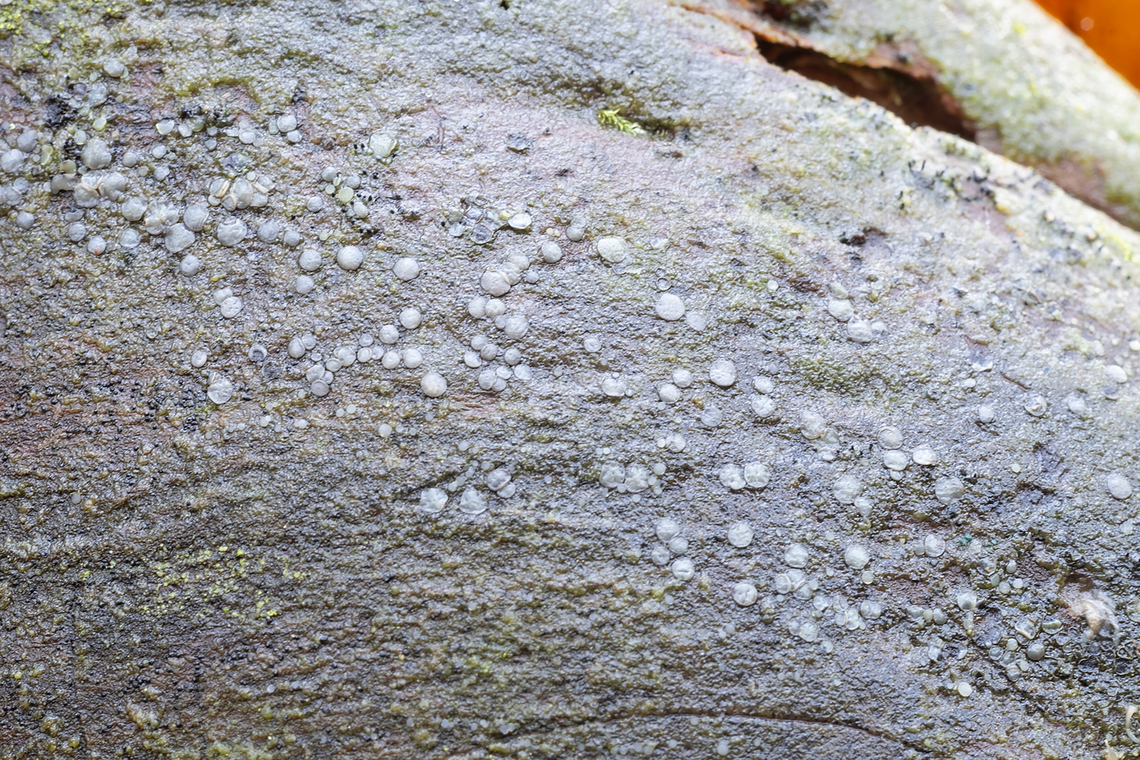 Mollisia sp. colorless discs Fall,Geotagged,United States