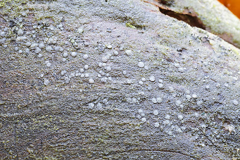 Mollisia sp. colorless discs Fall,Geotagged,United States